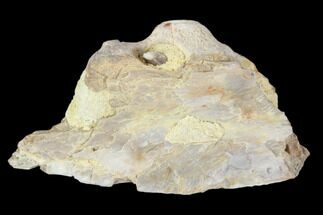 Juvenile Mosasaur (Platecarpus) Jaw Section - Kansas #102486