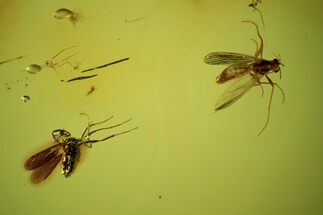 Fossil Flies (Chironomidae) In Baltic Amber #102731