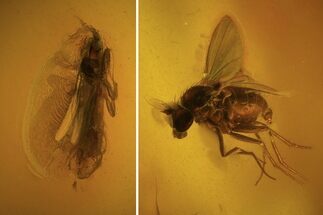 Fossil Fly (Diptera) & Thrip (Thysanoptera) In Baltic Amber - Rare! #102779
