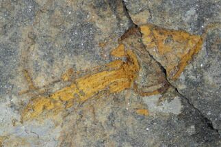 Unidentified Eocrinoid Fossil - Morocco #102849