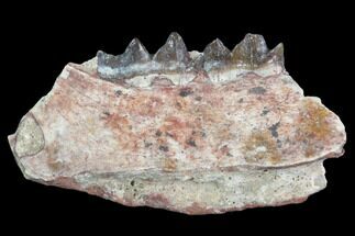 Oligocene Horse (Mesohippus) Jaw Section #101867