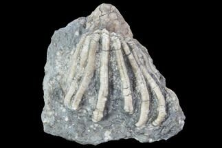 Crinoid (Eretmocrinus) Fossil on Rock - Gilmore City, Iowa #102971