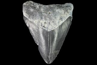Fossil Megalodon Tooth - Florida #103405
