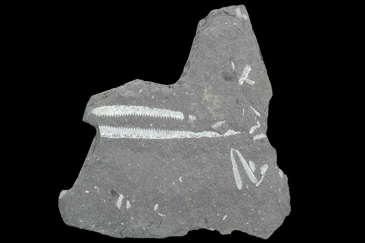 Graptolite Didymograptus Fossil - FSE236 ✔100% Genuine UK - Ordovician