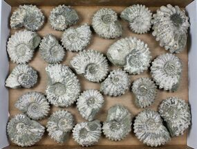 Lot: Kg Bumpy Ammonite (Douvilleiceras) Fossils - pieces #103222