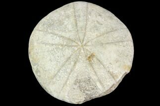 Fossil Echinoid (Coenholectypus) - Oklahoma #103630