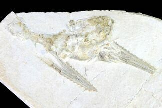 Fossil Pleurosaurus Skull - Solnhofen Limestone, Germany #97512