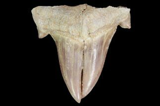 Pathological (Split Blade) Otodus Shark Tooth - Morocco #103605