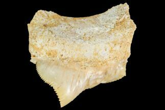 Serrated, Pathological Squalicorax (Crow Shark) Tooth - Morocco #103606