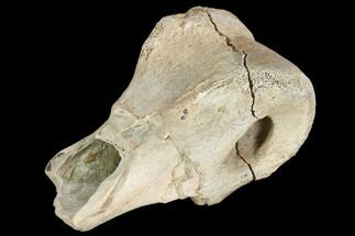 Theropod Phalange (Toe Bone) Section - Montana #103749