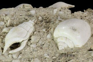 Fossil Gastropods (Globularia & Rimella) - Damery, France #103851