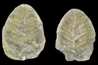 Neuropteris Fern Fossil (Pos/Neg) - Mazon Creek #104314