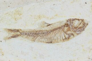 Cretaceous Fossil Fish - Morocco #104382