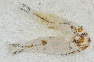 Two Cretaceous Fossil Fish - Morocco #104387