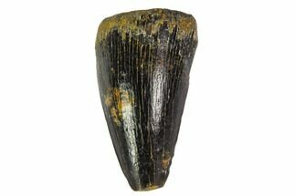 Fossil Mosasaur Tooth - North Sulfur River, Texas #104346