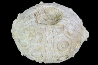 Fossil Sea Urchin (Drocidaris) - Morocco #104511