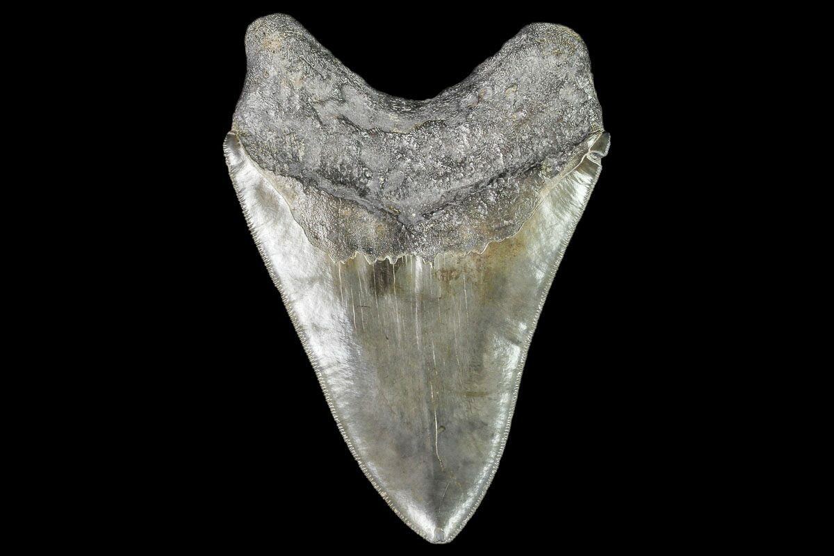 Serrated, 4.84" Fossil Megalodon Tooth - Georgia For Sale (#104561