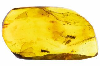 Fossil Amber With Insect Inclusion ( g) - Mexico #104252