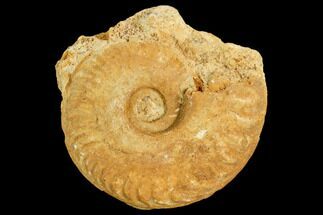 Fossil Ammonite (Hecticoceras) - France #104546