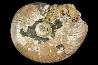 Fossil Ammonite (Craspedites) - Russia #104548