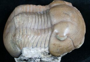 Very Nice Illaenus Sarsi - Russian Trilobite #7510