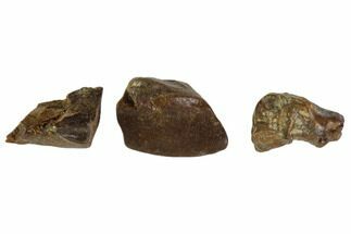 Three, Partial Fossil Hadrosaur Teeth - Montana #103710