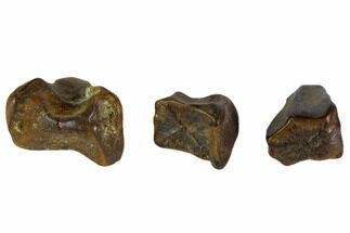 Hadrosaur Tooth Fragments - Montana #103719