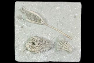 Beautiful Crinoid Plate ( Species) - Crawfordsville, Indiana #104752