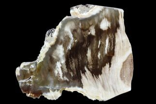 Petrified Wood Slice - Tom Miner Basin, Montana #104838
