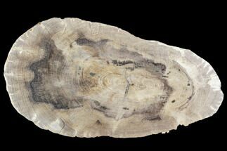 Polished Petrified Wood (Dicot) Slab - Texas #104964