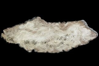 Polished Petrified Wood (Dicot) Slab - Texas #104955