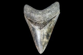 Serrated, Fossil Megalodon Tooth - Colorful Enamel #104985