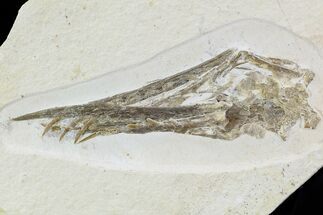 Pterosaur (Rhamphorhynchus) Skull From Solnhofen #105216