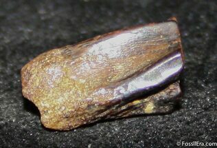 Nice Edmontosaurus Tooth From Montana #1257