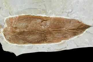 Fossil Leaf (Prunus) - Montana #105170