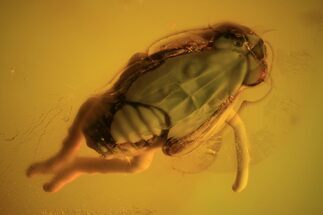 Fossil Cicada (Auchenorrhyncha) Nymph In Baltic Amber #105453
