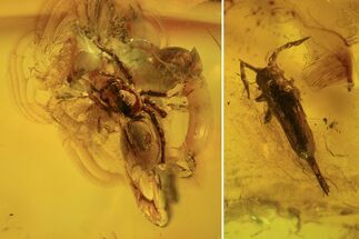 Detailed Fossil Spider & Springtail In Baltic Amber #105491