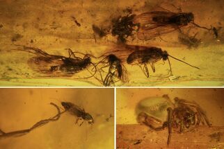 Fossil Caddisflies (Trichopterae) & A Spider (Aranea) In Baltic Amber #105511