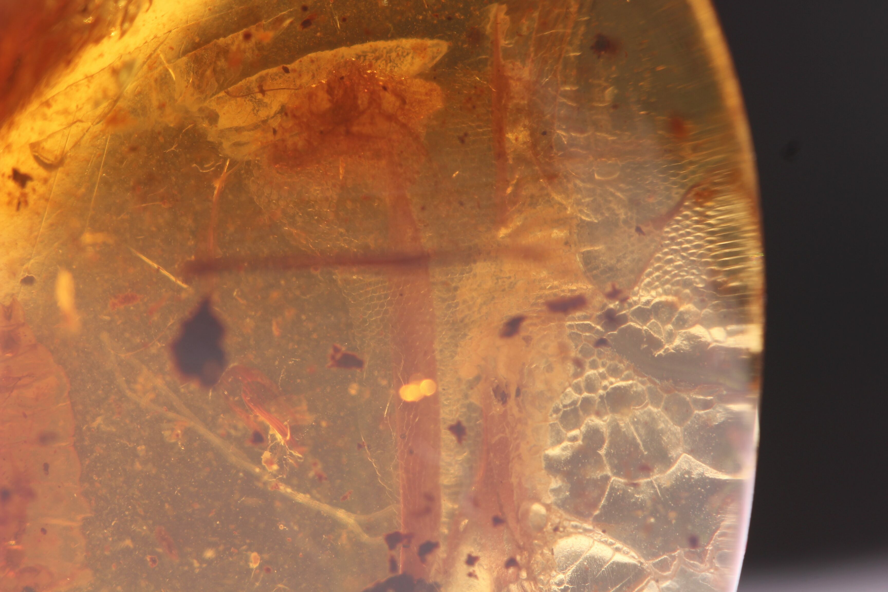 Scientists Discover Bizarre Reptile Fossil With Unusual Crest! - ne1tzbd