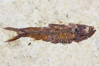 Fossil Fish (Knightia) - With Case #105582