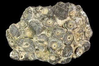 Rough Fossil Coral (Actinocyathus) Head - Morocco #105717