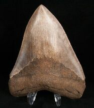 Nicely Serrated Georgia Megalodon Tooth #7470