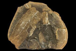 Nodule With Macroneuropteris Fern Fossils - Mazon Creek #106053