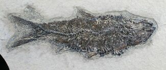 Knightia Fish Fossil - Wyoming #7521