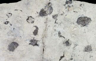 Utaspis Trilobite Multiple Plate - Marjum Formation, Utah #106186