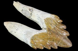 Primitive Whale (Basilosaur) Tooth - Dakhla, Morocco #106341