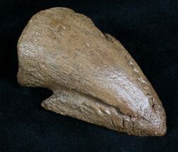 Awesome Pachycephalosaurus Claw - South Dakota #7532