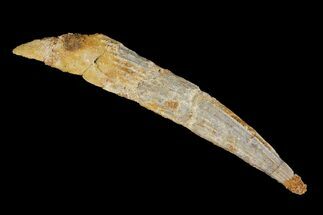 Bargain, Fossil Shark (Hybodus) Dorsal Spine - Morocco #106556