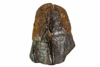 Ceratopsian Tooth - Judith River Formation, Montana #106871