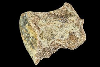 Fossil Dinosaur Vertebra - Judith River Formation #106881